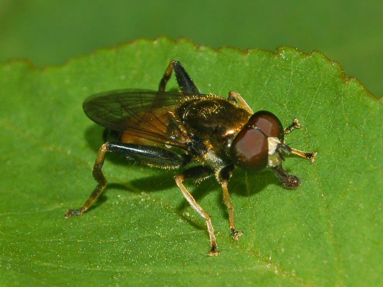 Xylota segnis